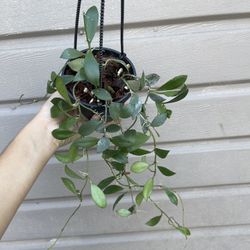 4” hoya sipitangensis