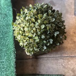 This Little Plant Thing 