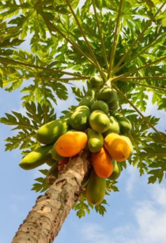 Papaya Tree