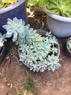 Succulent