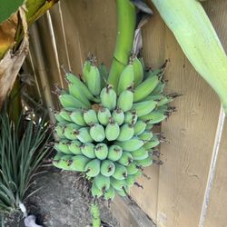 Organic banana stem
