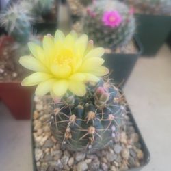 Cactus
