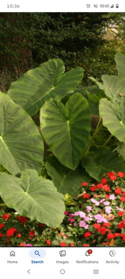 ELEPHANT EAR PLANTS