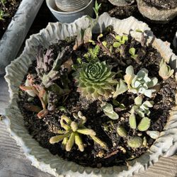 Potted Plants