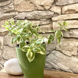 Ice Plant Ground Cover, Pots Filler, Variegated Aptenia Cordifolia In 4.5"H Pot