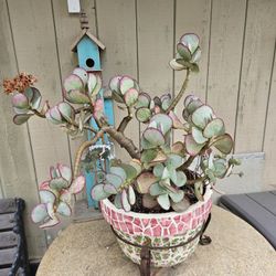  Silver Dollar Jade Bonsai Plants-mature Succulentent In The Vintage Planter