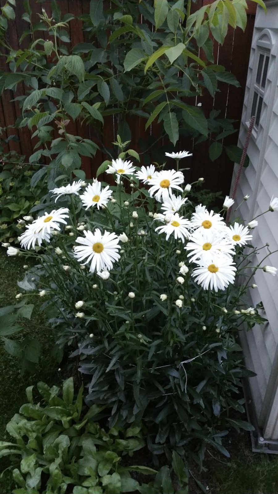 Flower Plants