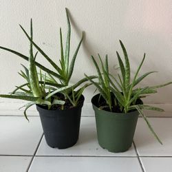 Aloe Vera Plant 🪴 