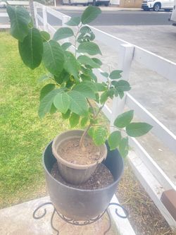 Small Chirimoya Tree 