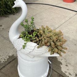 Plantas de suculenta y cactus en un pato
