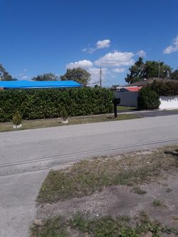 33 clusias plants 7 feet