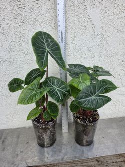 Alocasia Ivory Coast Plants
