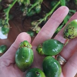 100 Betel Nuts $40