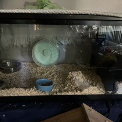 Hamster tank