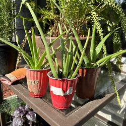 3 Aloevera Plants