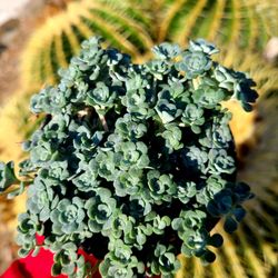 Sedum Cape Blanco
