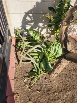 Plumeria Cuttings