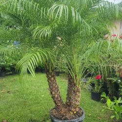 Beautiful Robollinis Palms About 6 Feet Tall!!! Fertilized 