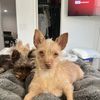 Maggie