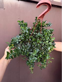 6” gold fish plant yellow hard to find