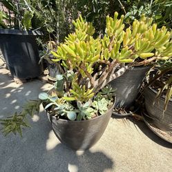 Jade Succulent Plant －The Crassula ovata 'Gollum '