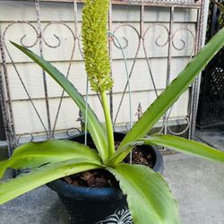 RARE PINEAPPLE LILY PLANT - In Bloom