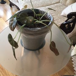 Beautiful Plants  For Indoor . Very Healthy 