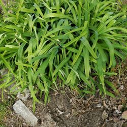 Orange  Tiger  Lilies Not In Bloom