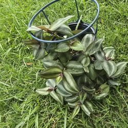 Wandering Jew (Aka Tradescantia zebrina) and Aloe Starter Pot Combo
