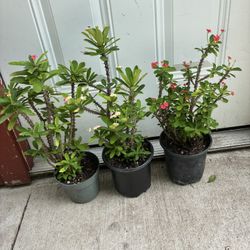 3 Macetas Decoronas Decristo Muy Bonitas a 10 Cada Una Diferentes Colores 