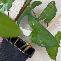 Beautiful Albo Syngonium Plant 