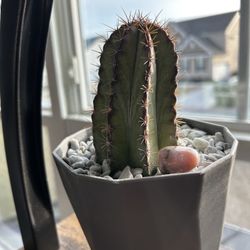 Stenocereus Griseus Cactus🌵