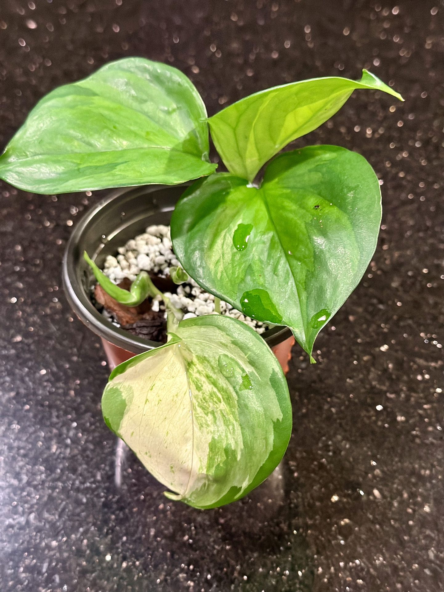 Manjula Pothos Plant 