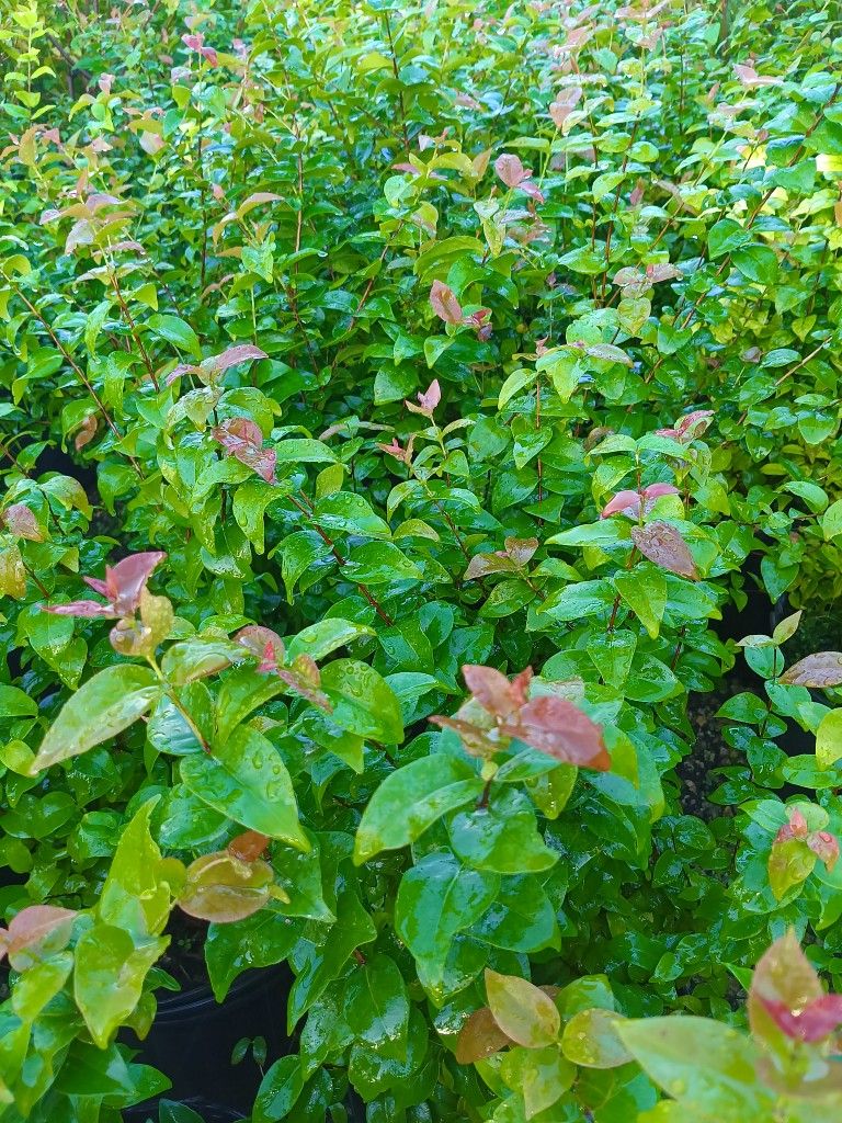 🌟🌿 BEAUTIFUL CHERRY HEDGE PLANTS 3GL $6