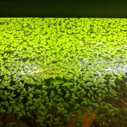 Duck Weed