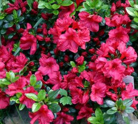 Azaleas/Rhododendron