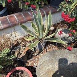 Large Succulent Plant With Pot
