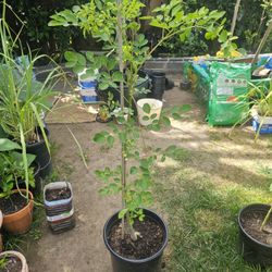 Organic Moringa (Malungay) Different Sizes (3-3.5 Feet)