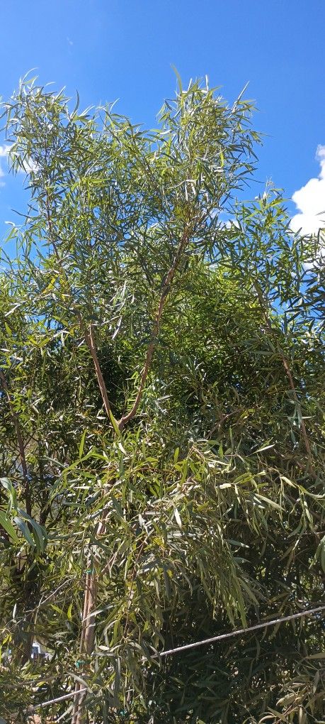África Sumac Trees. Lawn & Garden