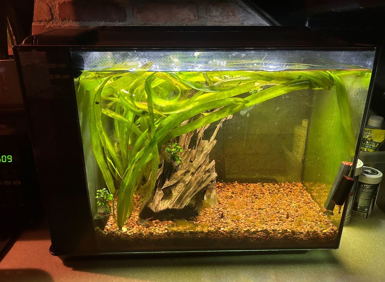 Fluval Spec V Aquarium Kit (16 gal.)
