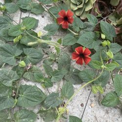 Flower Vine Plant 