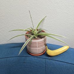 Spider Plant In ceramic pot