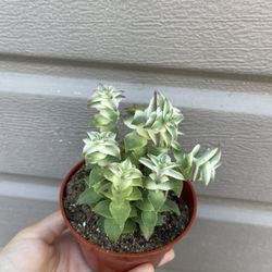4” Variegated Crassula 