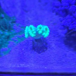 Cany Cane Coral Decoration