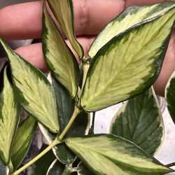 Hoya polyneura inner variegated Top cut