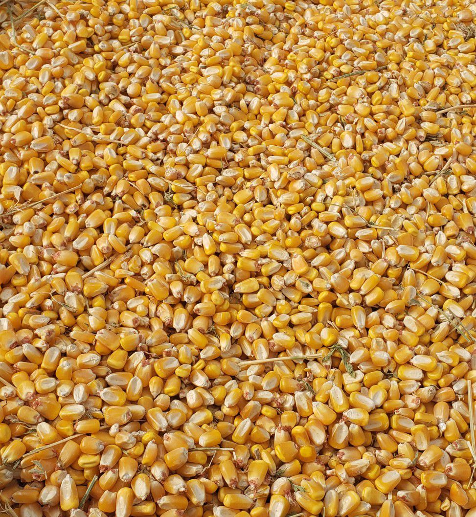 Whole corn by the 55 gallon barrel