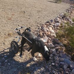 K9 CART WHEELCHAIR 
