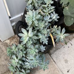 Succulents In Fabric Grow Bag