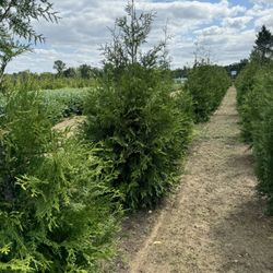 Privacy Tree Sale FREE DELIVERY! Emerald Green & Green Giants 