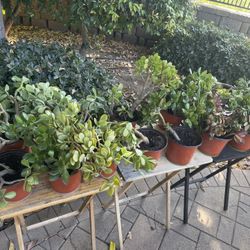 ‼️🪴 MOVING OUT PLANTS SALE 🪴‼️